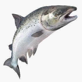 Atlantic Salmon Fish Attacks